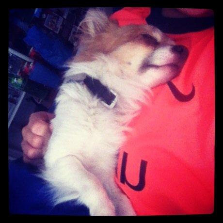 Chihuahua Tivi - puttegøj <3 billede 7