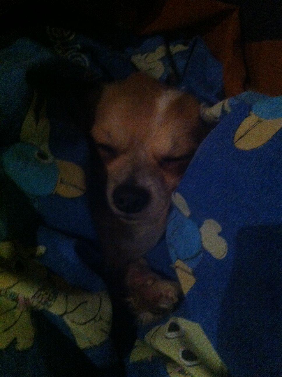 Chihuahua Tivi billede 11