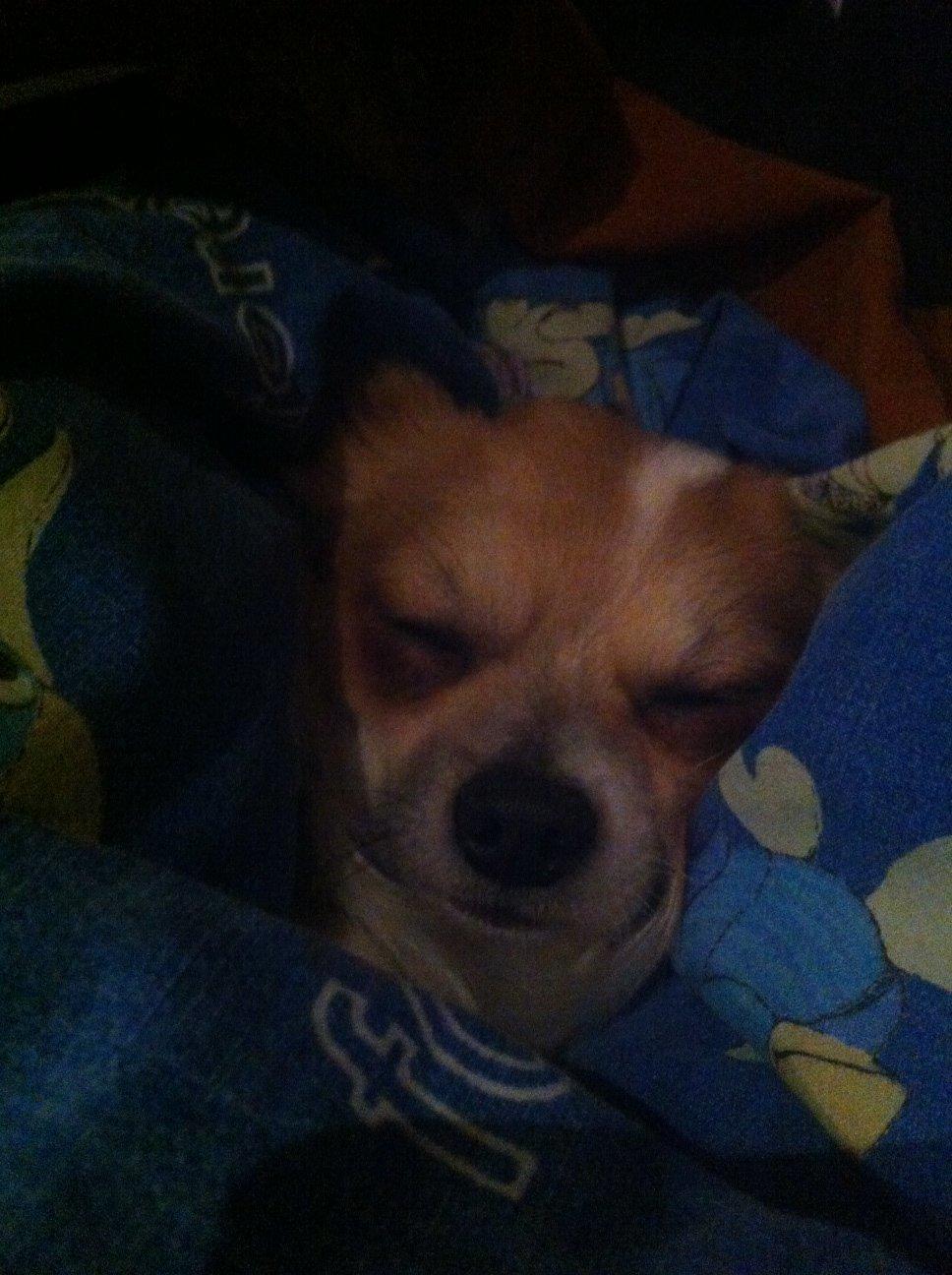 Chihuahua Tivi billede 12