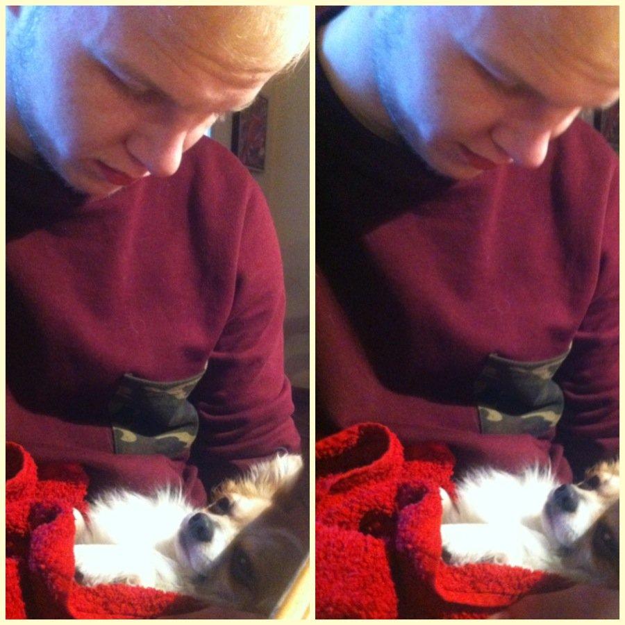 Chihuahua Tivi - mine drenge <3 billede 13