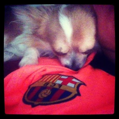 Chihuahua Tivi billede 6