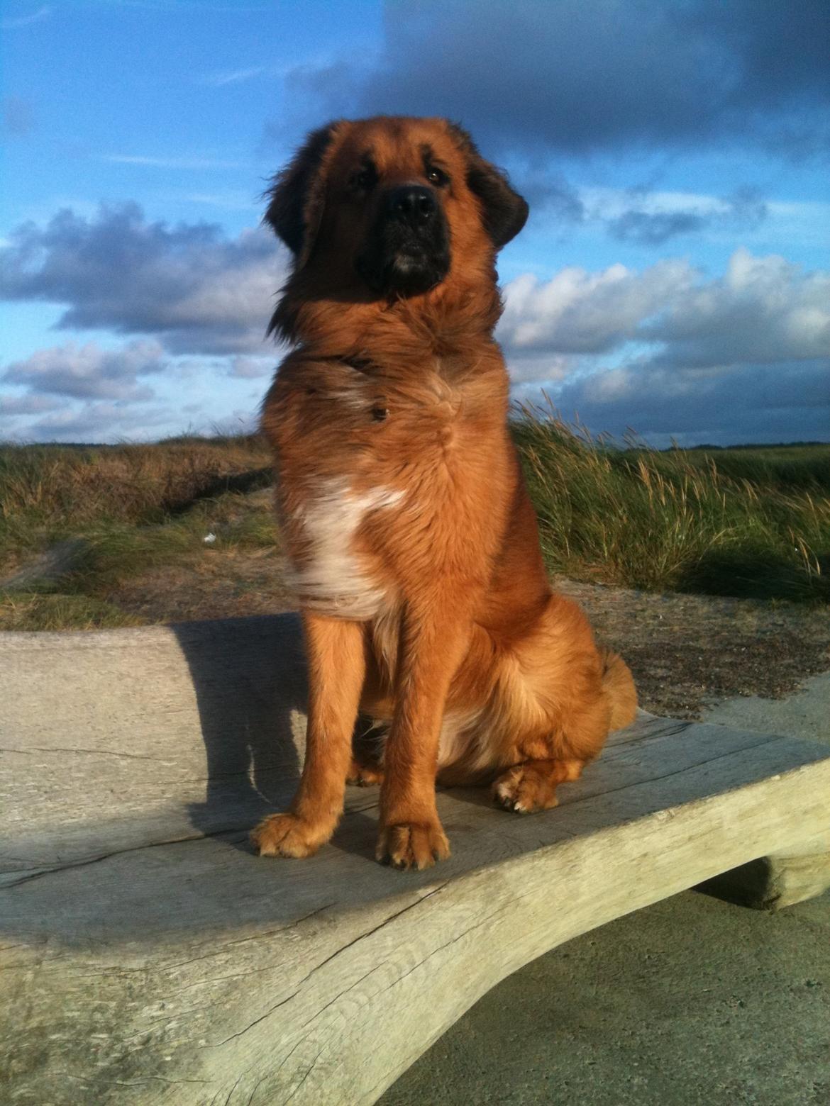 Blanding af racer Odin (Berner/Leonberger) billede 16