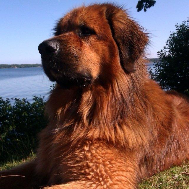 Blanding af racer Odin (Berner/Leonberger) billede 17