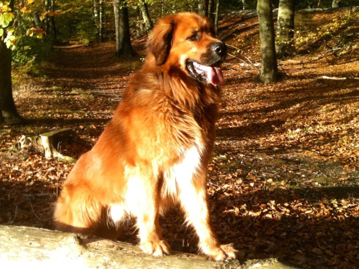 Blanding af racer Odin (Berner/Leonberger) billede 18