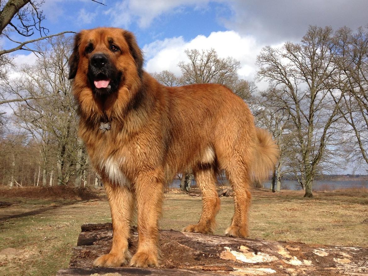 Blanding af racer Odin (Berner/Leonberger) billede 19