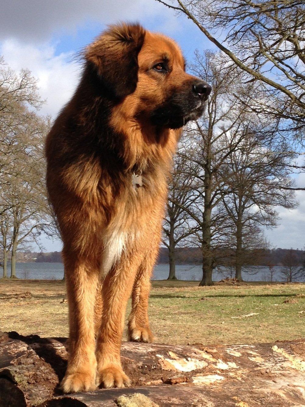 Blanding af racer Odin (Berner/Leonberger) billede 20