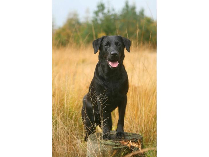 Labrador retriever Nynne ;-) billede 1