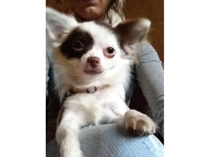 {{currentPhoto.altText}} billede {{currentPhoto.number}}