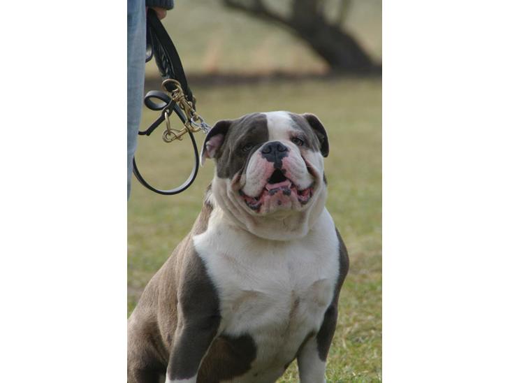 Olde english bulldogge Magnum von Frankenstein - Magnum d. 14.04.13 billede 1