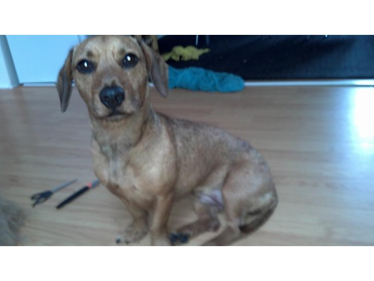 {{currentPhoto.altText}} billede {{currentPhoto.number}}