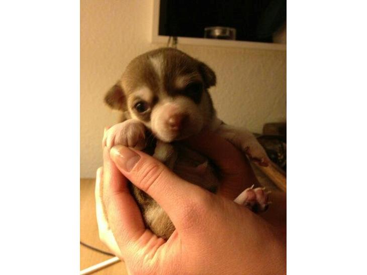 {{currentPhoto.altText}} billede {{currentPhoto.number}}