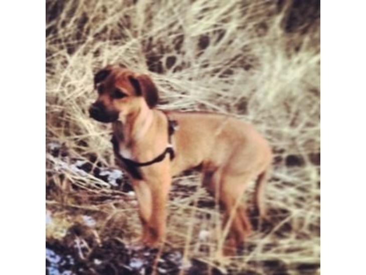 Rhodesian ridgeback Nhala billede 1