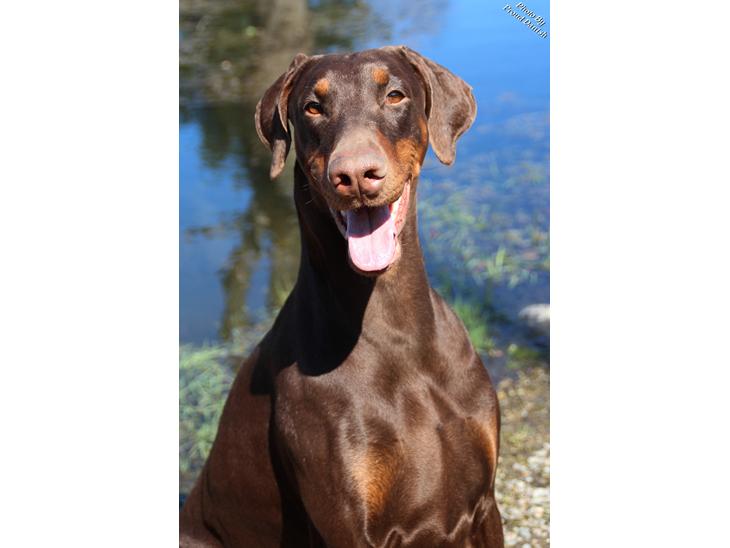 Dobermann Serbian Star V Masterhof - April 2013 billede 1
