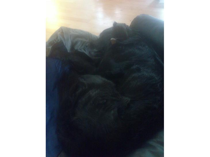 {{currentPhoto.altText}} billede {{currentPhoto.number}}