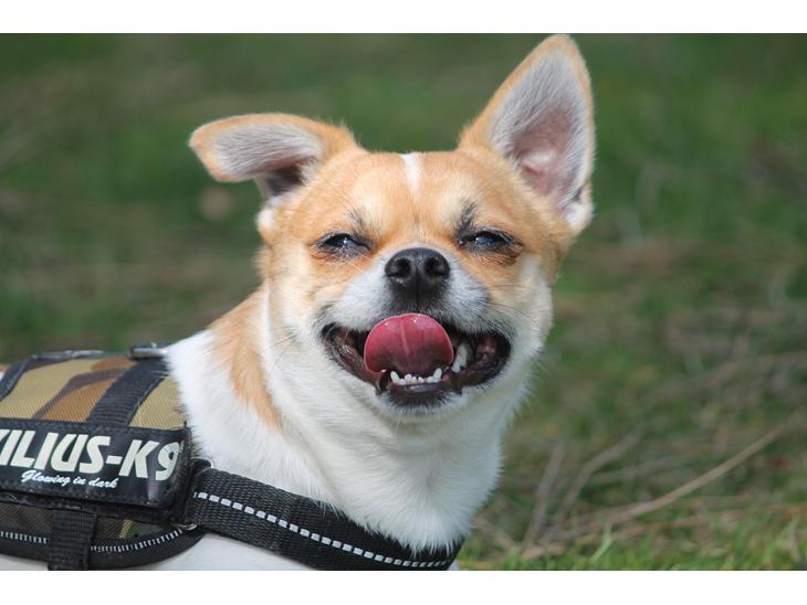 {{currentPhoto.altText}} billede {{currentPhoto.number}}