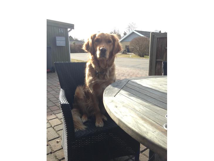 {{currentPhoto.altText}} billede {{currentPhoto.number}}