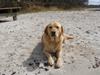 Blanding af racer Labrador retriever + Golden retriever Niels (BV) - Sommerhund ;)
