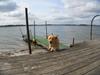 Blanding af racer Labrador retriever + Golden retriever Niels (BV) - En rigtig springer ;o <3
