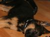 Schæferhund Normanners Platin - Zagan [ Himmelhund]