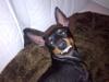 Engelsk toy terrier Rex