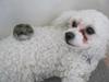 Bichon à poil frisé Coco