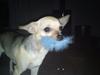 Chihuahua Tilde.