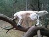 Golden retriever Basse
