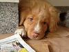 Nova scotia duck tolling retriever Shaggy Tollers White Wood