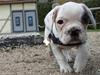 Fransk bulldog Hannibal