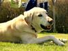 Labrador retriever Buster [ Himmelhund]
