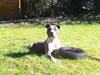Amerikansk staffordshire terrier - Shila (Miss Blue Brindle) Himmelhund :'-(