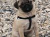 Mops Conrad [ Himmelhund]