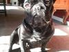 Fransk bulldog Norah