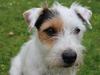 Jack russell terrier Vaks [ Himmelhund]
