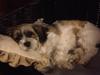 Lhasa apso Bine