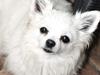 Chihuahua } Rocco [ Himmelhund]