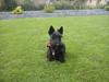 Skotsk terrier Conrad (Scotty) [ Himmelhund]