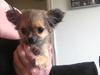 Chihuahua Diva