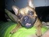 Fransk bulldog Bambus