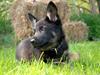 Schæferhund Rebus/Bailey