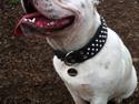 Engelsk bulldog Specky