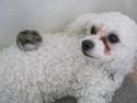 Bichon à poil frisé Coco
