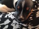 Dansk svensk gaardhund Pongo