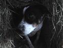 Dansk svensk gaardhund Ronja