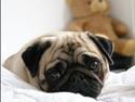 Mops Minnie