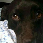 Labrador retriever Molly ;)