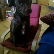 Labrador retriever Molly ;)