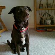 Labrador retriever Molly ;)
