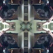 Labrador retriever Molly ;)