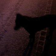 Labrador retriever Molly ;)